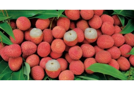 LITCHIS