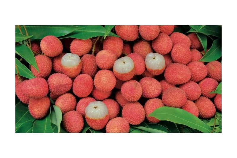 LITCHIS
