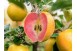 POMME CLOCHARD