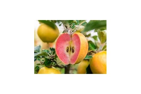 POMME CLOCHARD