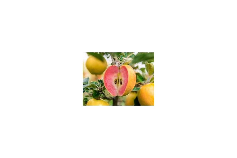 POMME CLOCHARD