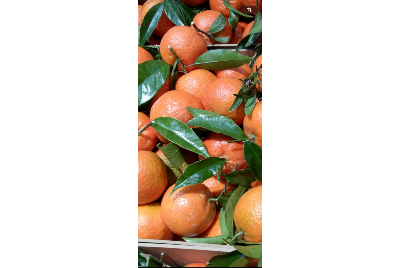 CLEMENTINE FEUILLE ORONULES