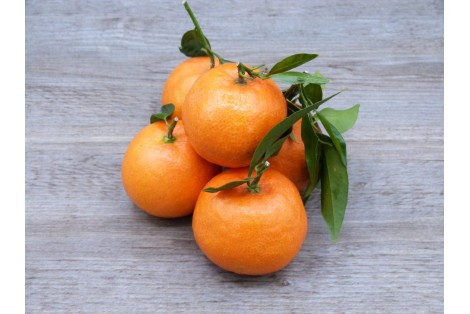 CLEMENTINE DU PORTUGAL