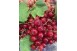 GROSEILLE ROUGE