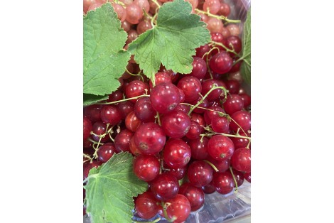 GROSEILLE ROUGE