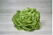 SALADE LAITUE VERTE