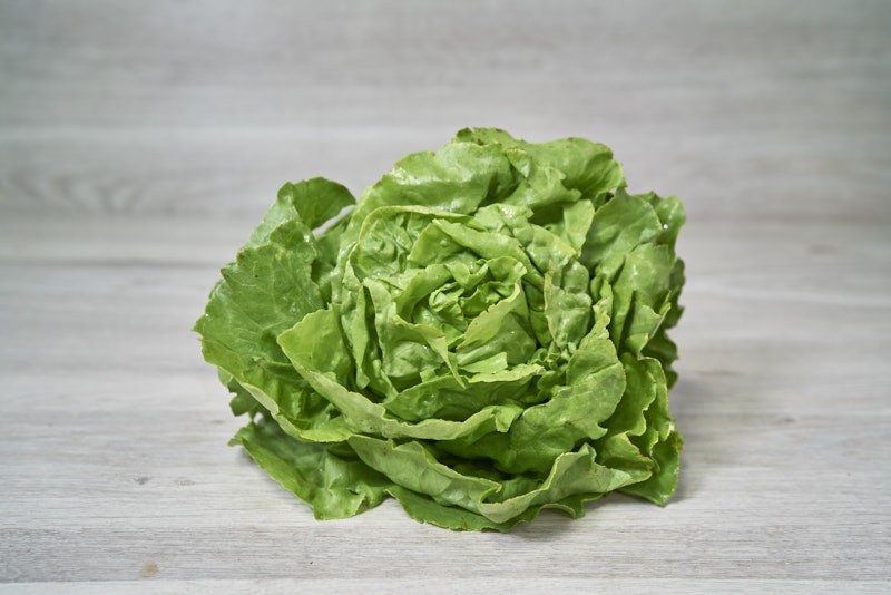 SALADE LAITUE VERTE
