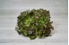 SALADE FEUILLE DE CHENE ROUGE