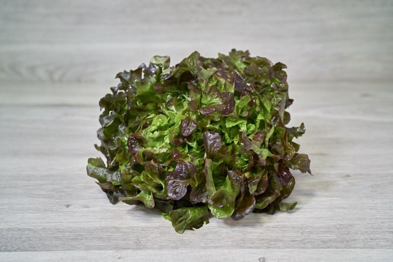 SALADE FEUILLE DE CHENE ROUGE