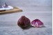 BETTERAVE ROSE SPIRALE CHIOGGIA